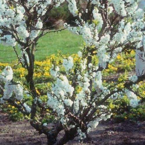 Persikas žemaūgis (Prunus persica) 'WHITE PEACHY'