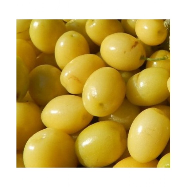 Sedula geltonžiedė (Cornus mas) 'JANTARN'