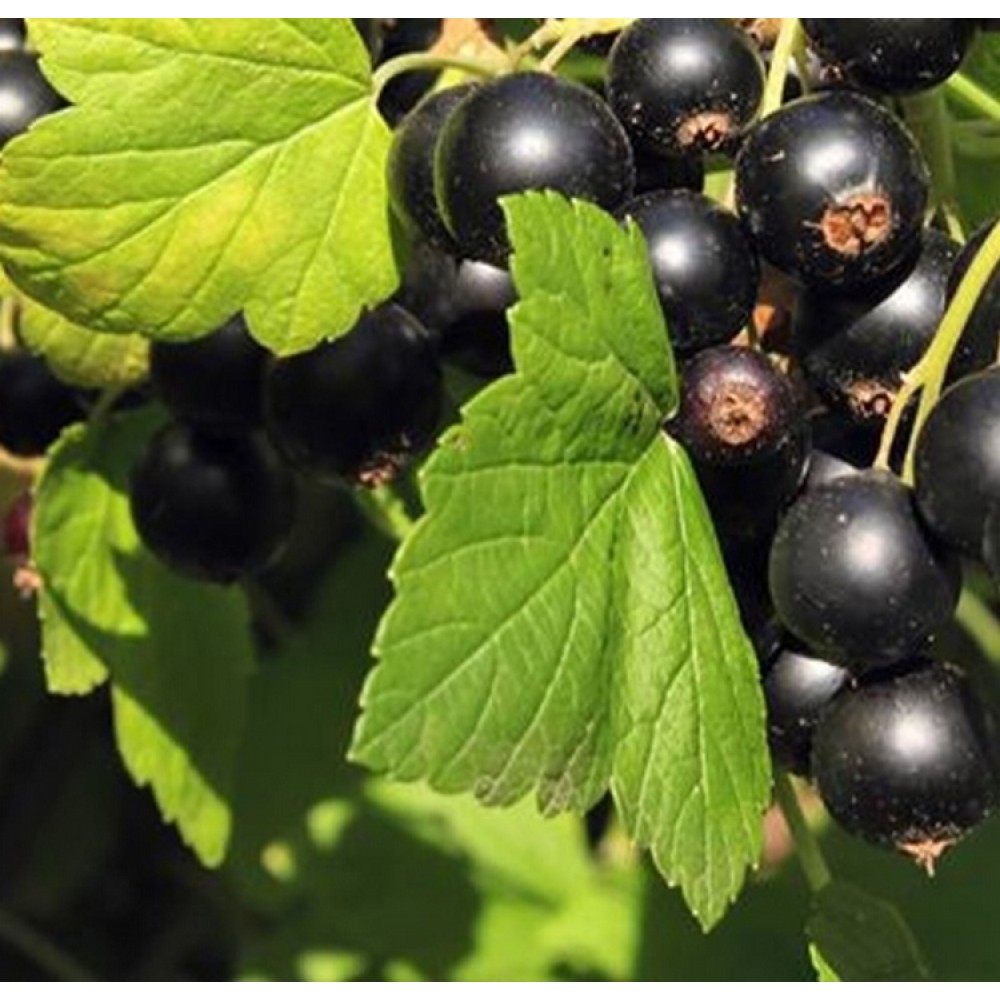 Serbentas juodasis (Ribes nigrum) CASSISSIMA® 'NOIROMA®'