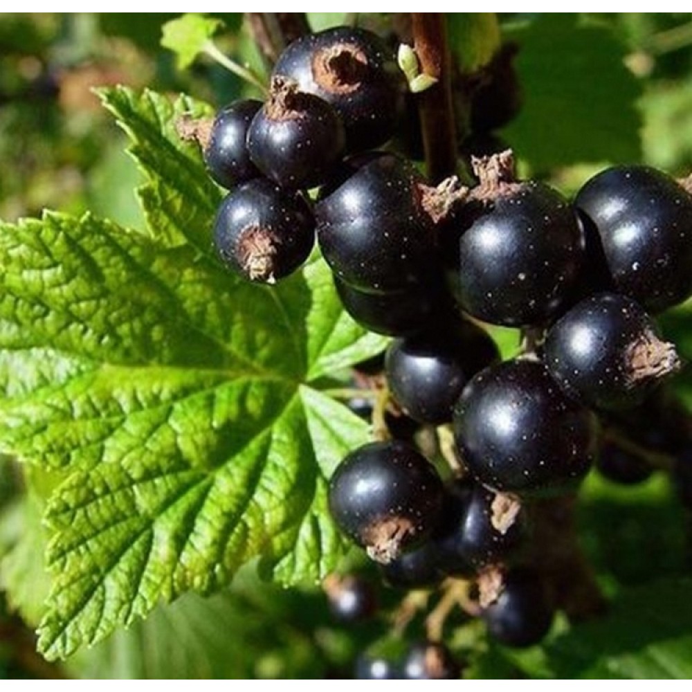 Serbentas juodasis (Ribes nigrum) CASSISSIMA® 'NOIROMA®'