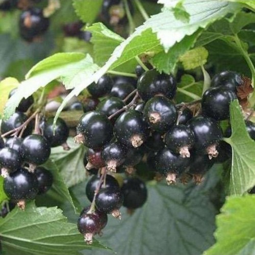 Serbentas juodasis (Ribes nigrum) 'BEN ALDER'