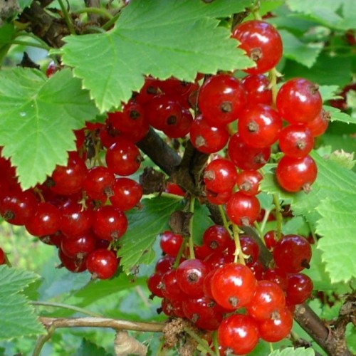 Serbentas raudonasis (Ribes rubrum) 'RANDOM'
