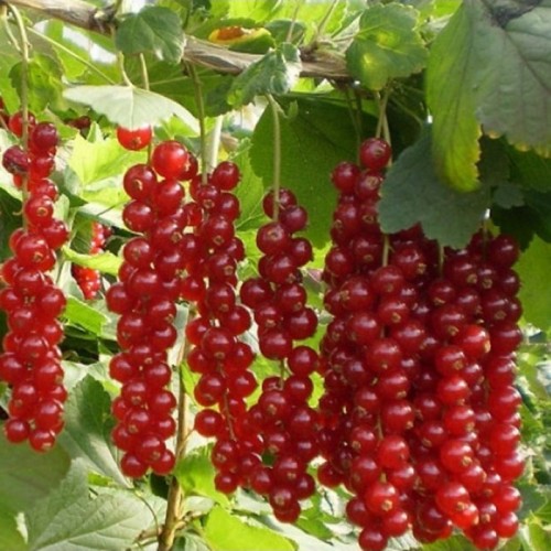 Serbentas raudonasis (Ribes rubrum) 'ROVADA'