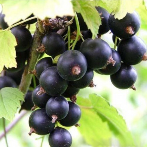 Serbentas juodasis (Ribes nigrum) 'TIBEN'