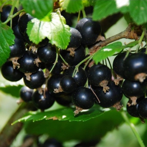 Serbentas juodasis (Ribes nigrum) 'TITANIA'