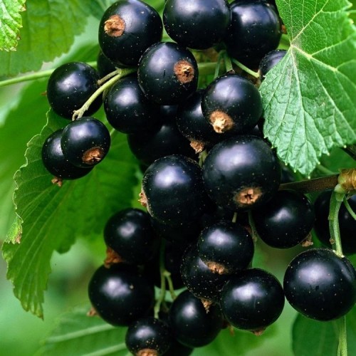 Serbentas juodasis (Ribes nigrum) LOWBERRY'® 'LITTLE BLACK SUGAR'®