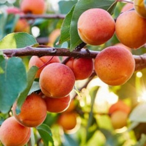 Abrikosas (Prunus armeniaca )'HARCOT'