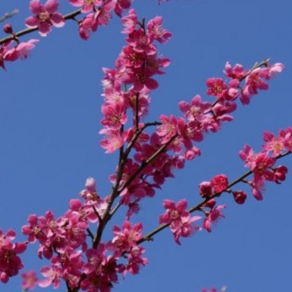 Abrikosas japoninis (Prunus mume) 'BENI - CHI - DORI'
