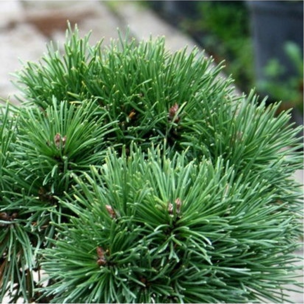 Pušis kalninė (Pinus mugo) 'ALLGAU'