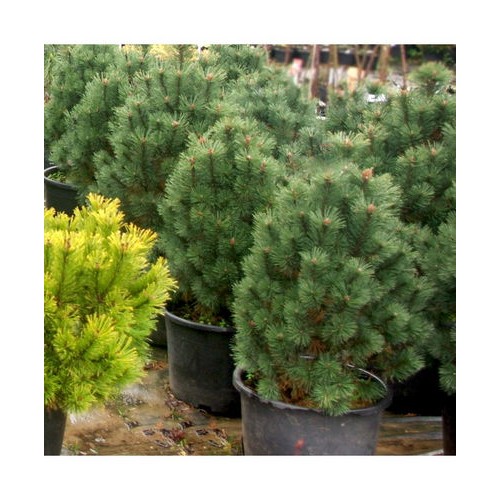 Pušis kalninė (Pinus mugo) 'COLUMNARIS' (Syn. Pinus mugo 'Colombo')