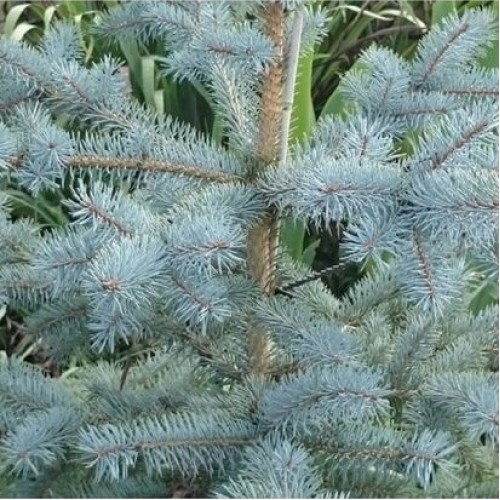 Eglė dygioji (Picea pungens) 'EDITH'