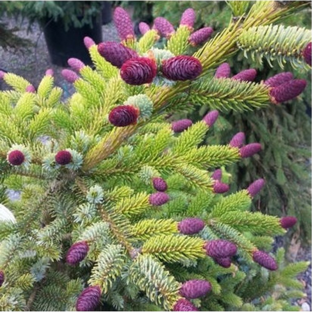 Eglė dvispalvė (Picea bicolor) 