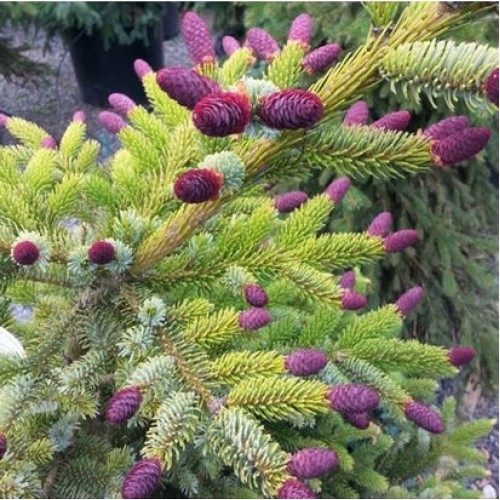 Eglė dvispalvė (Picea bicolor) 