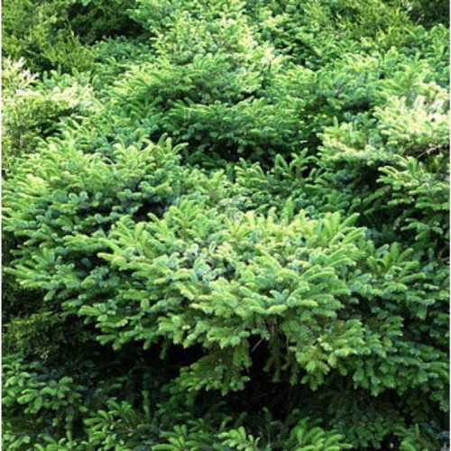 Eglė ajaninė (Picea jezoensis) 'YATSUBUSA'