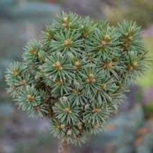 Eglė dygioji (Picea pungens) 'HOBAK GLOBUS'