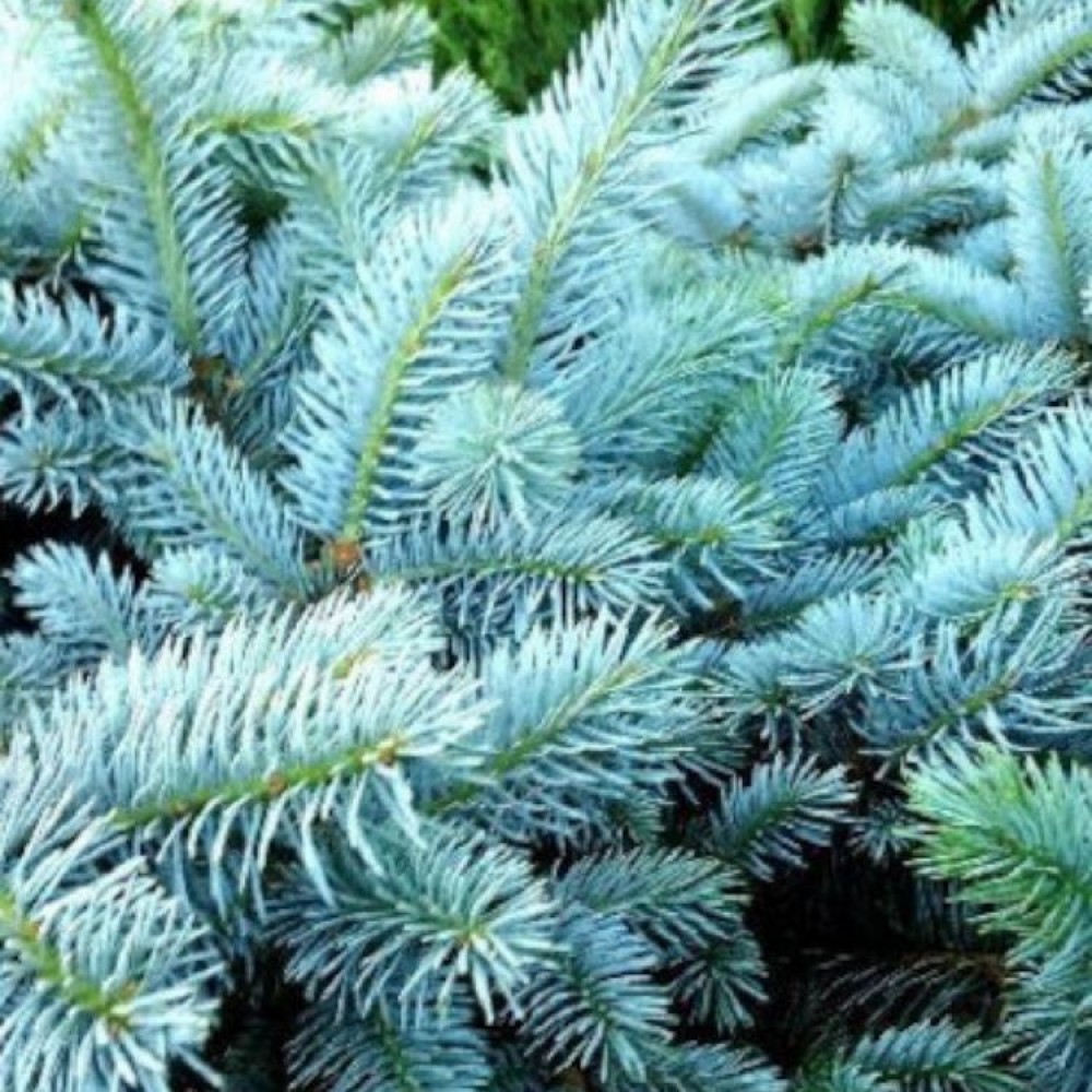 Eglė dygioji (Picea pungens) 'GLAUCA PROCUMBENS'