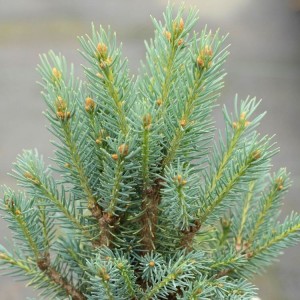 Eglė dygioji (Picea pungens) 'SCOTTIE'