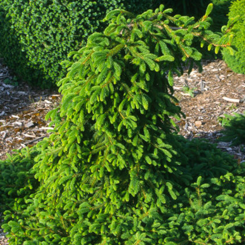 Eglė paprastoji (Picea abies) 'FARNSBURG'