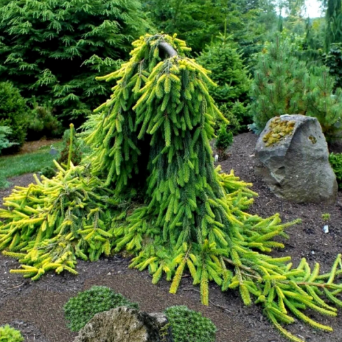Eglė paprastoji (Picea abies) 'GOLD DRIFT'