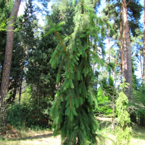 Eglė paprastoji (Picea abies) 'KRASICKIANA'