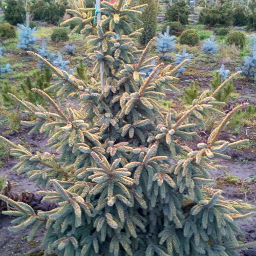 Eglė juodoji (Picea mariana) 'AUREA'