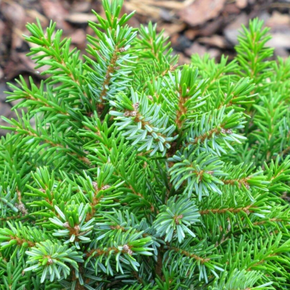 Eglė serbinė (Picea omorika) 'ALEXANDRA'