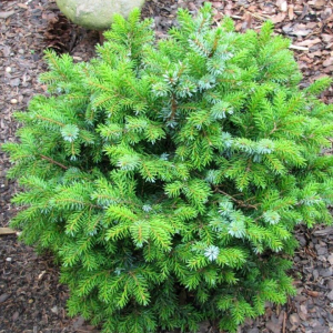 Eglė serbinė (Picea omorika) 'ALEXANDRA'