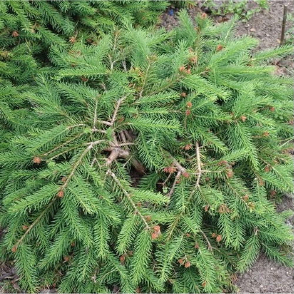 Eglė paprastoji (Picea abies) 'FORMANEK'