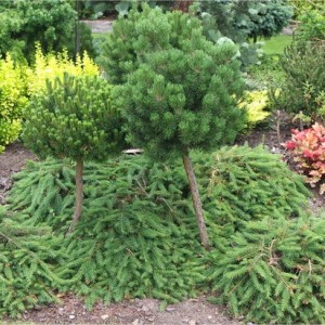 Eglė paprastoji (Picea abies) 'FORMANEK'