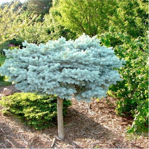 Eglė dygioji (Picea pungens) 'GLAUCA GLOBOSA' 