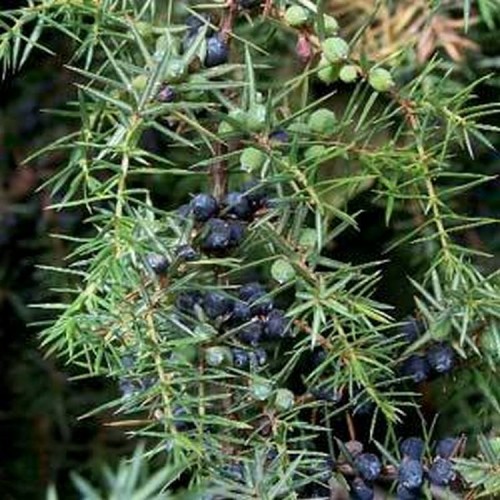 Juniperus communis / Kadagys paprastasis “Arnold”