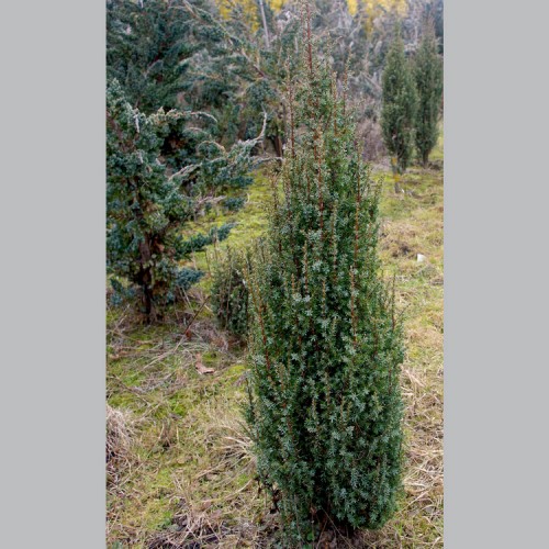Juniperus communis / Kadagys paprastasis “WILSEDER BERG” 