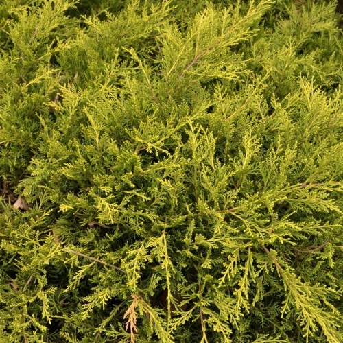 Kadagys tarpinis (Juniperus x media) 'MORDIGAN GOLD'