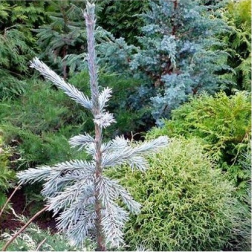 Eglė sibirinė (Picea obovata) 'KRYLOV'