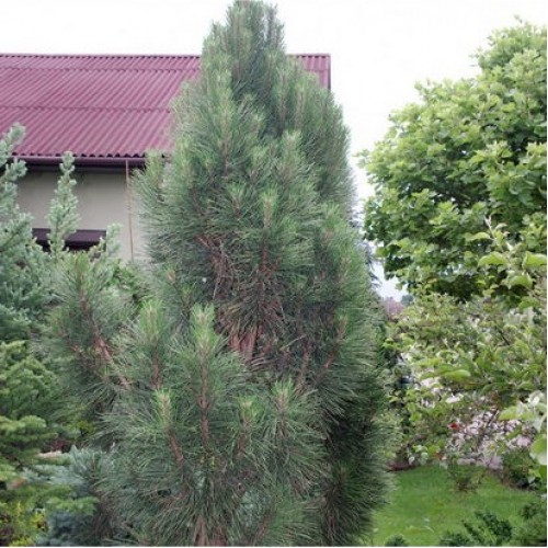 Pušis paprastoji (Pinus sylvestris) 'FASTIGIATA'