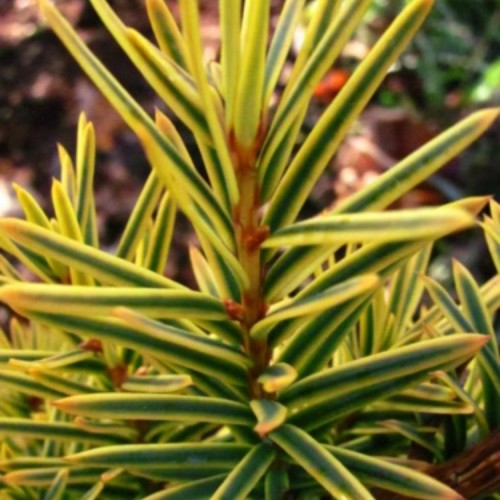 Kukmedis europinis (Taxus baccata) 'JUDITH'