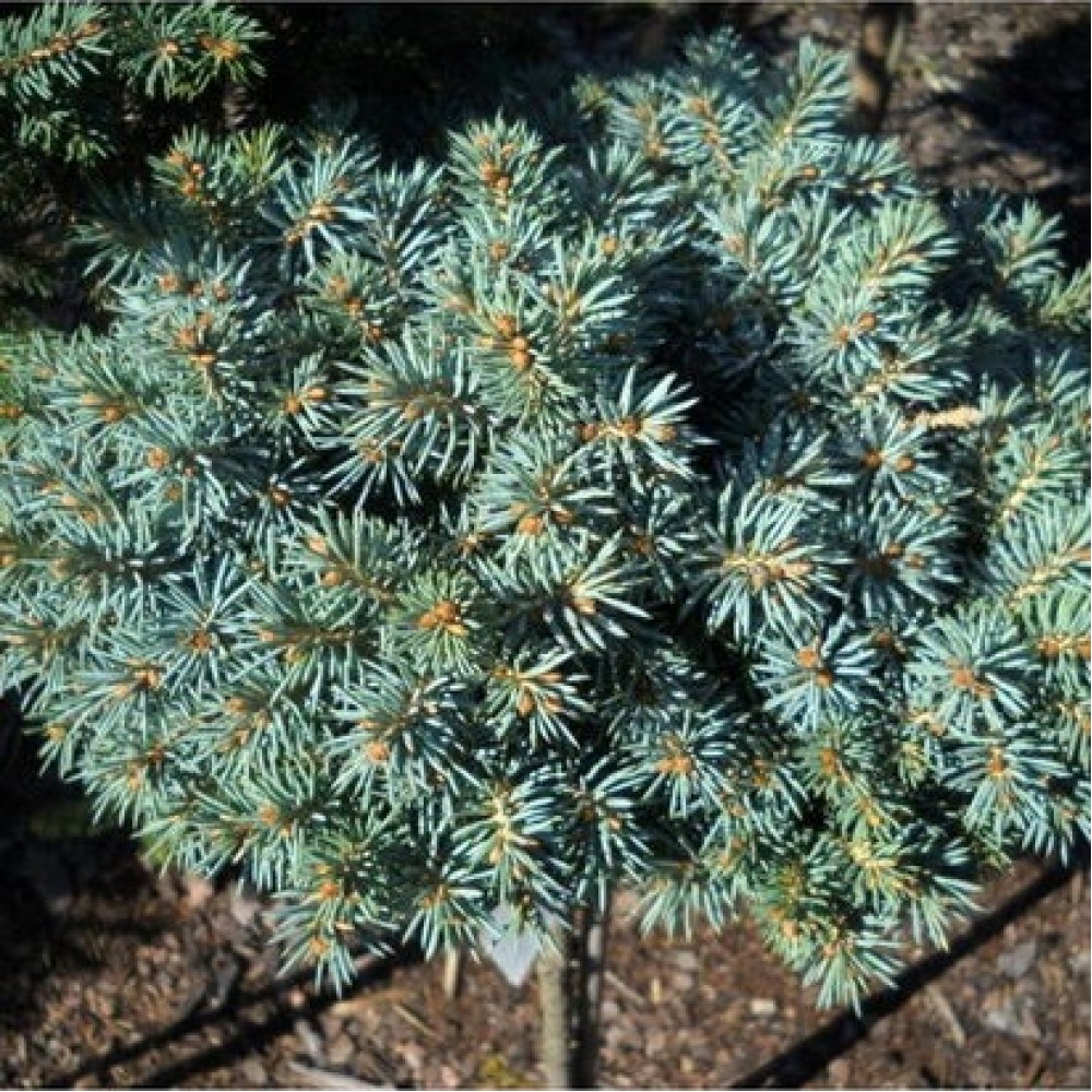 Eglė dygioji (Picea pungens) 'PALI'