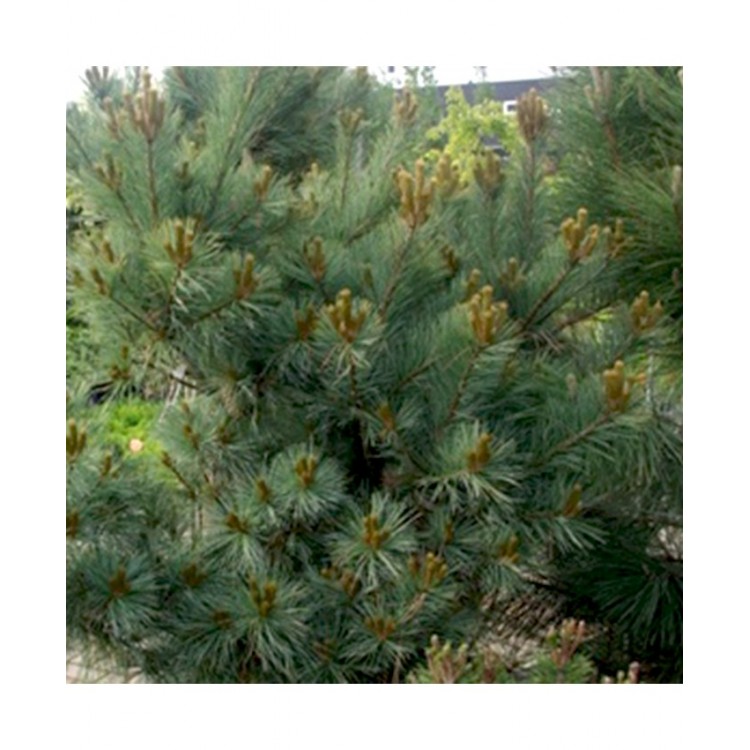 Pušis smulkiažiedė (Pinus parviflora) 'GLAUCA'