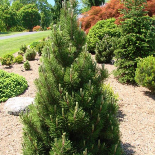 Pušis baltažievė (Pinus heldreichii) (syn. P. leucodermis) 'SCHNEVERDINGEN'