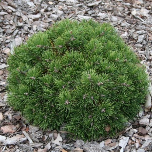 Pušis kalninė (Pinus mugo) 'GRUNE KUGEL'