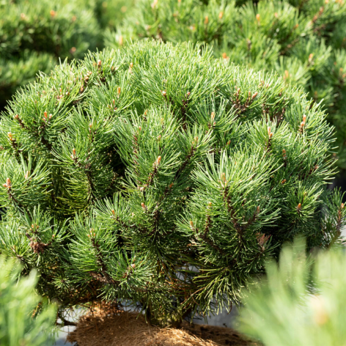 Pušis kalninė (Pinus mugo) 'LAURIN'