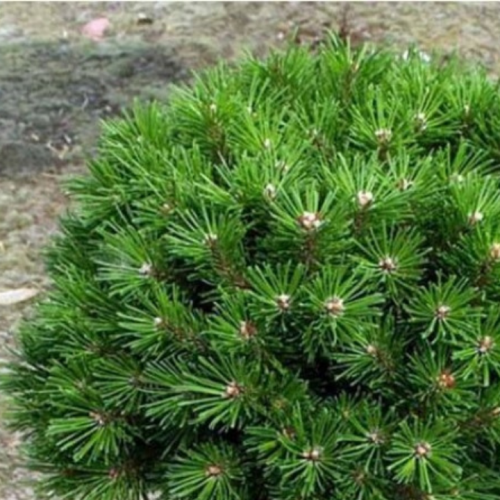 Pušis kalninė (Pinus mugo) 'PAGEL'
