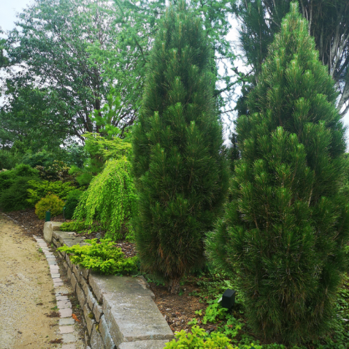 Pušis juodoji (Pinus nigra) 'GREEN GEYSIR'