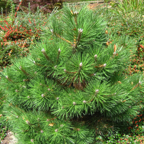 Pušis juodoji (Pinus nigra) 'NANA COMPACTA'