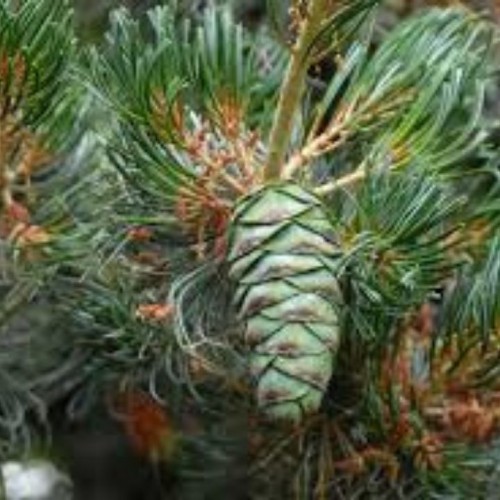 Pušis smulkiažiedė (Pinus parviflora) 'AZUMA -GOYO'