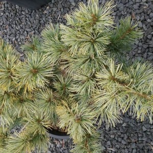 Pušis smulkiažiedė (Pinus parviflora) 'AZUMA -GOYO'