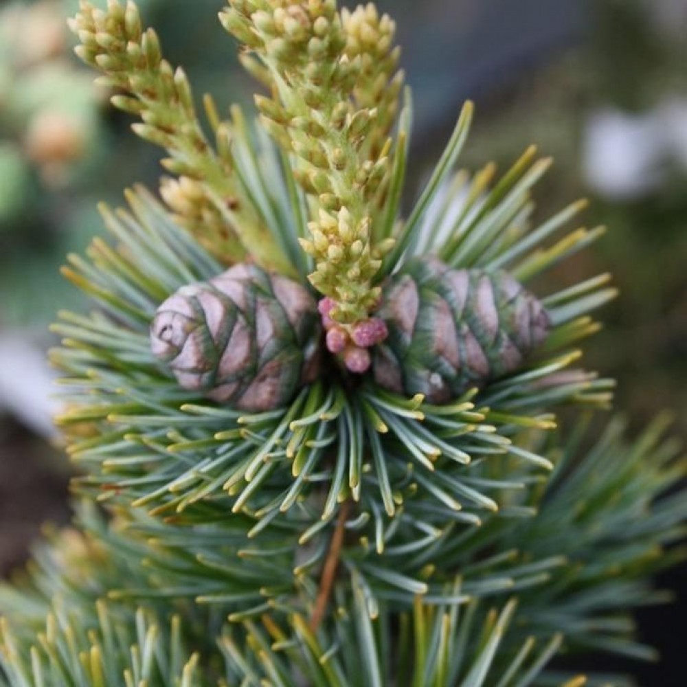 Pušis smulkiažiedė (Pinus parviflora) 'RYU-JU'