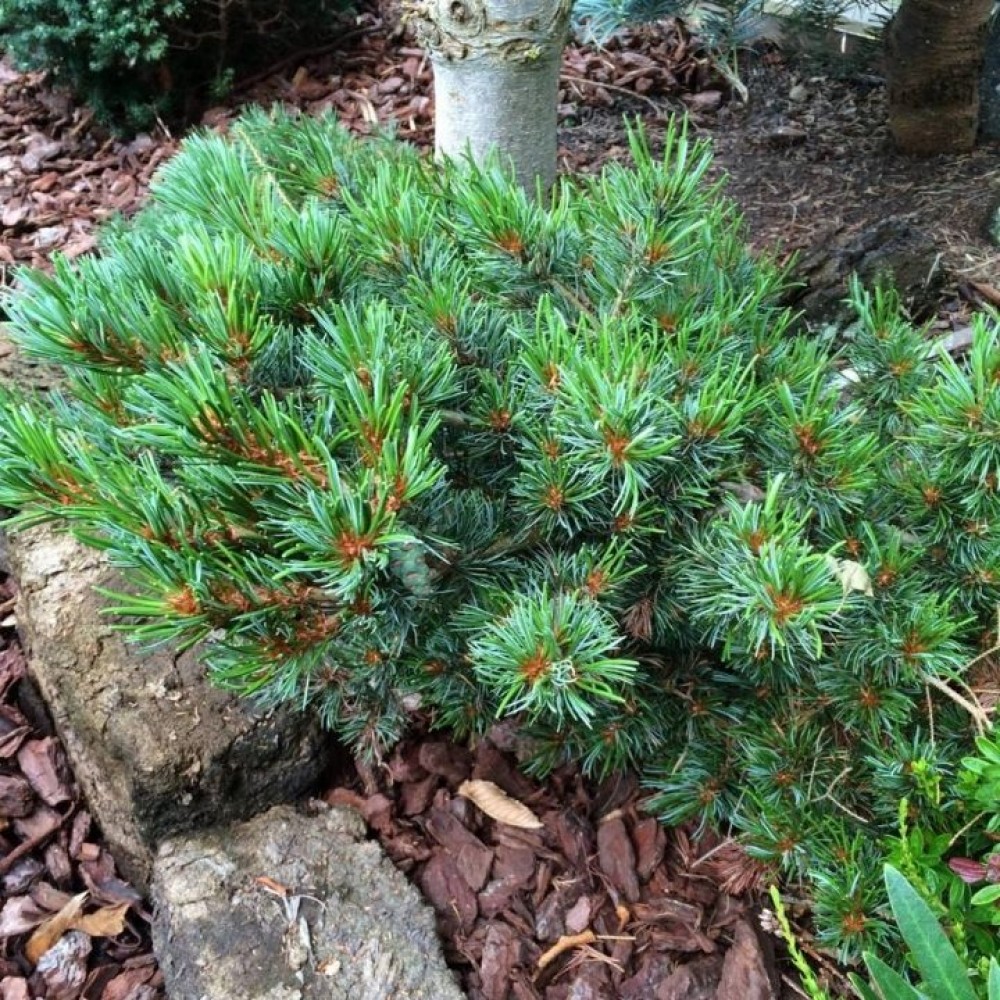 Pušis smulkiažiedė (Pinus parviflora) 'RYU-JU'