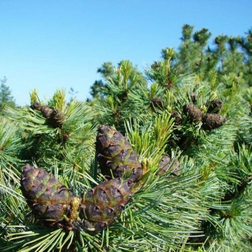 Pušis žemoji (Pinus pumila) 'CHLOROCARPA'
