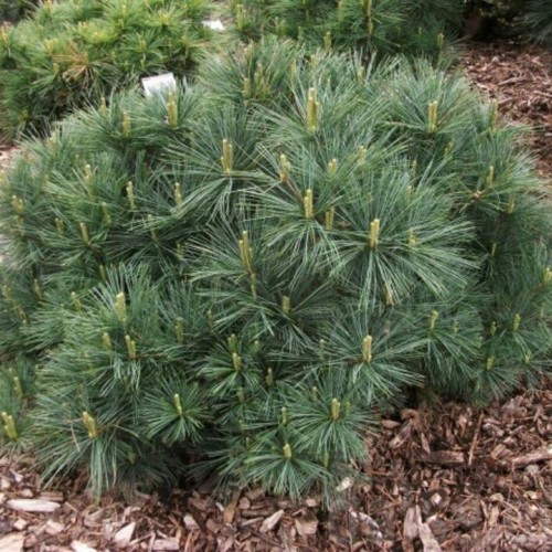 Pušis veimutinė (Pinus strobus) 'BERGMAN'S MINI'